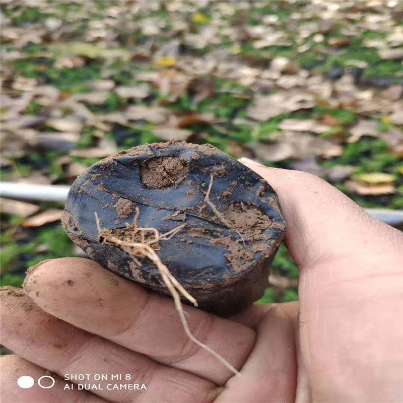 潍坊地被石竹子小苗种植基地