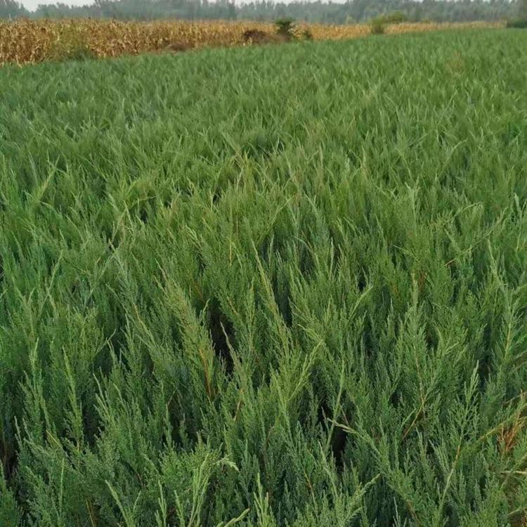 河北绿化用沙地柏种植基地