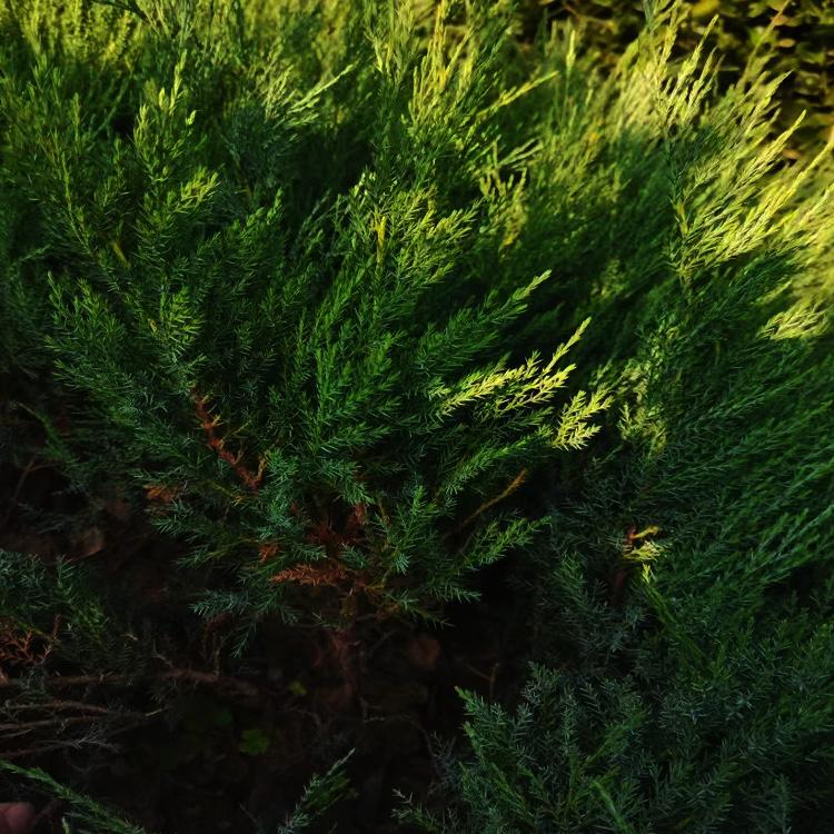 河北绿化用沙地柏种植基地