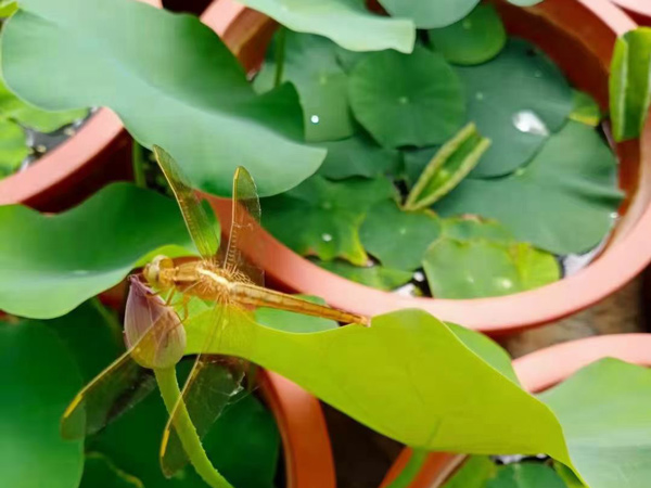 河北睡莲种苗种植基地
