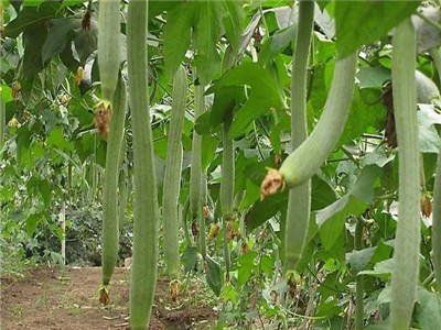 福建油亮丝瓜种苗报价