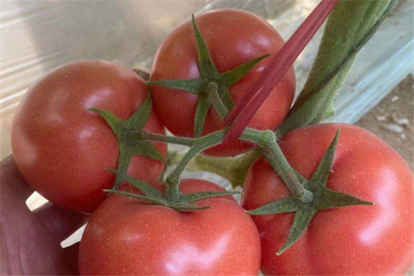 江西大果西红柿种苗供应电话