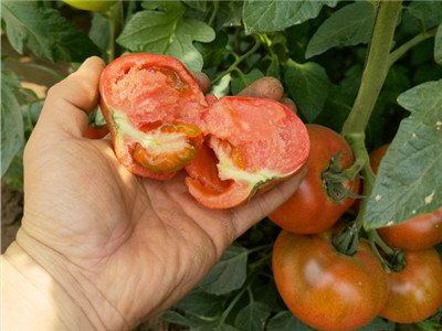 大型口感番茄