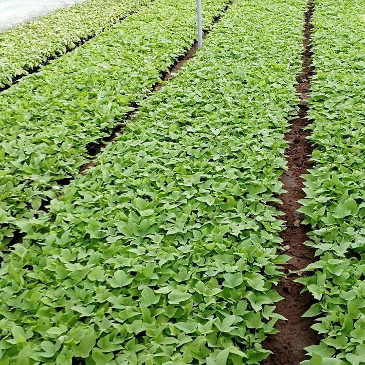 青州金叶薯育苗种植基地