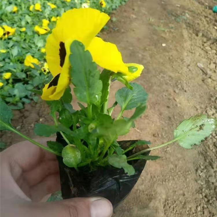 山东三色堇苗种植
