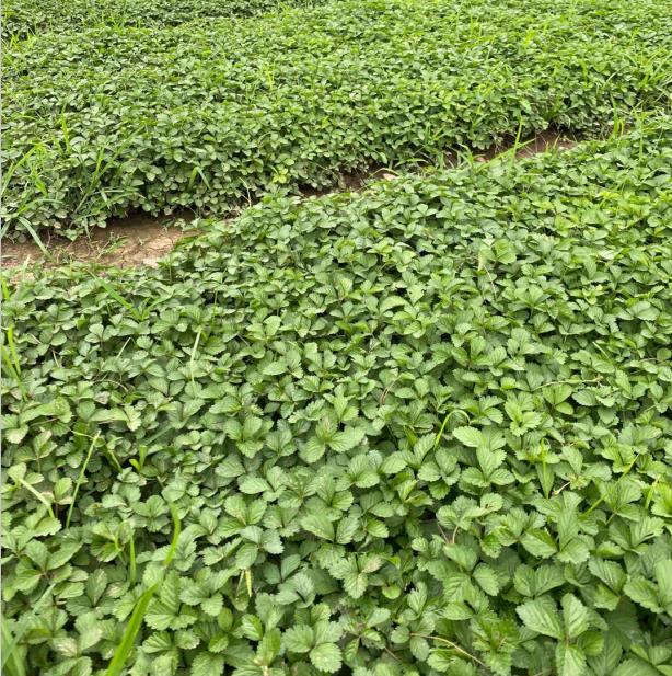 青州蛇莓育苗种植