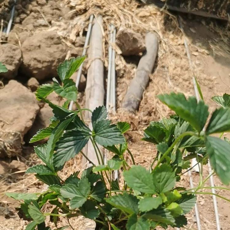 安徽蛇莓小苗种植基地