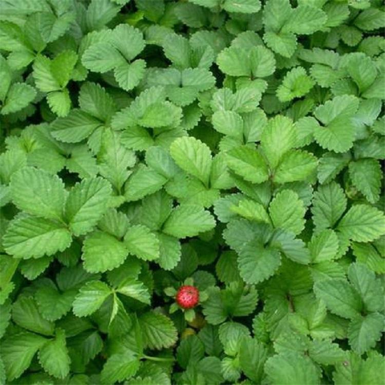 山东蛇莓育苗供应商
