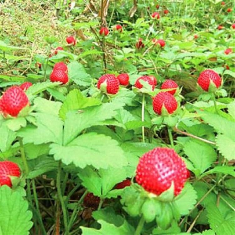 安徽蛇莓小苗种植基地