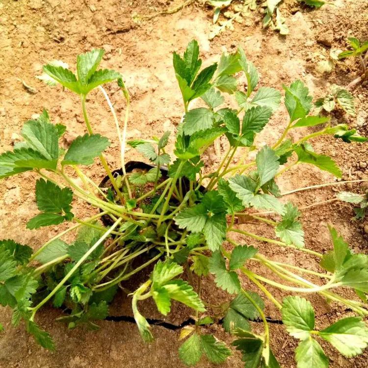 青州蛇莓小苗种植基地