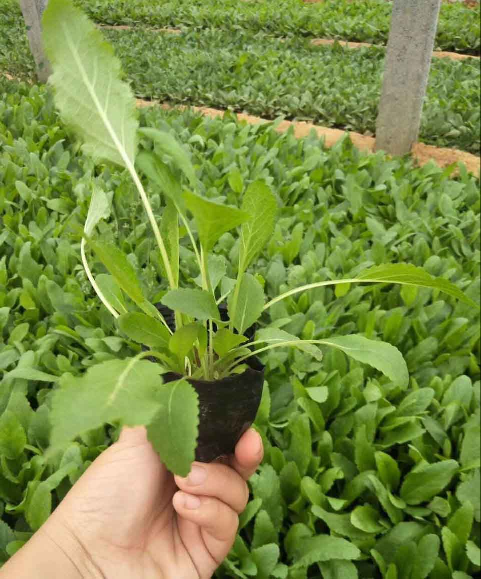 安徽鼠尾草杯苗种植