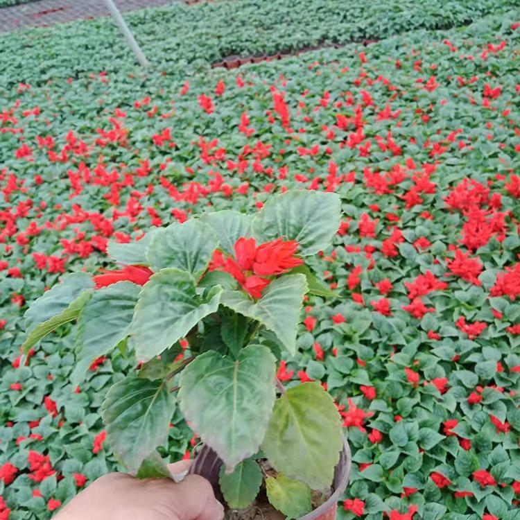 青州盆栽一串红出售
