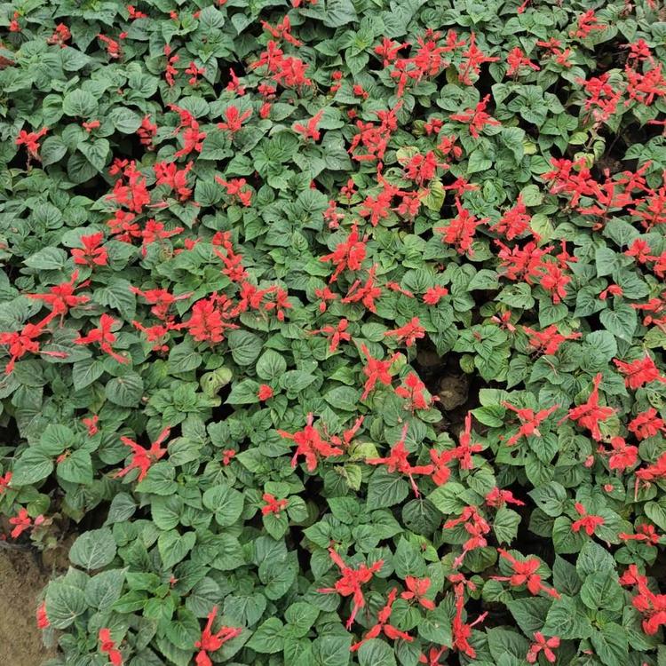 安徽一串红幼苗种植基地