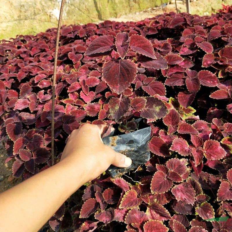 福建彩叶草花哪找