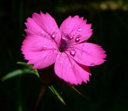 内蒙古白花欧石竹批发商