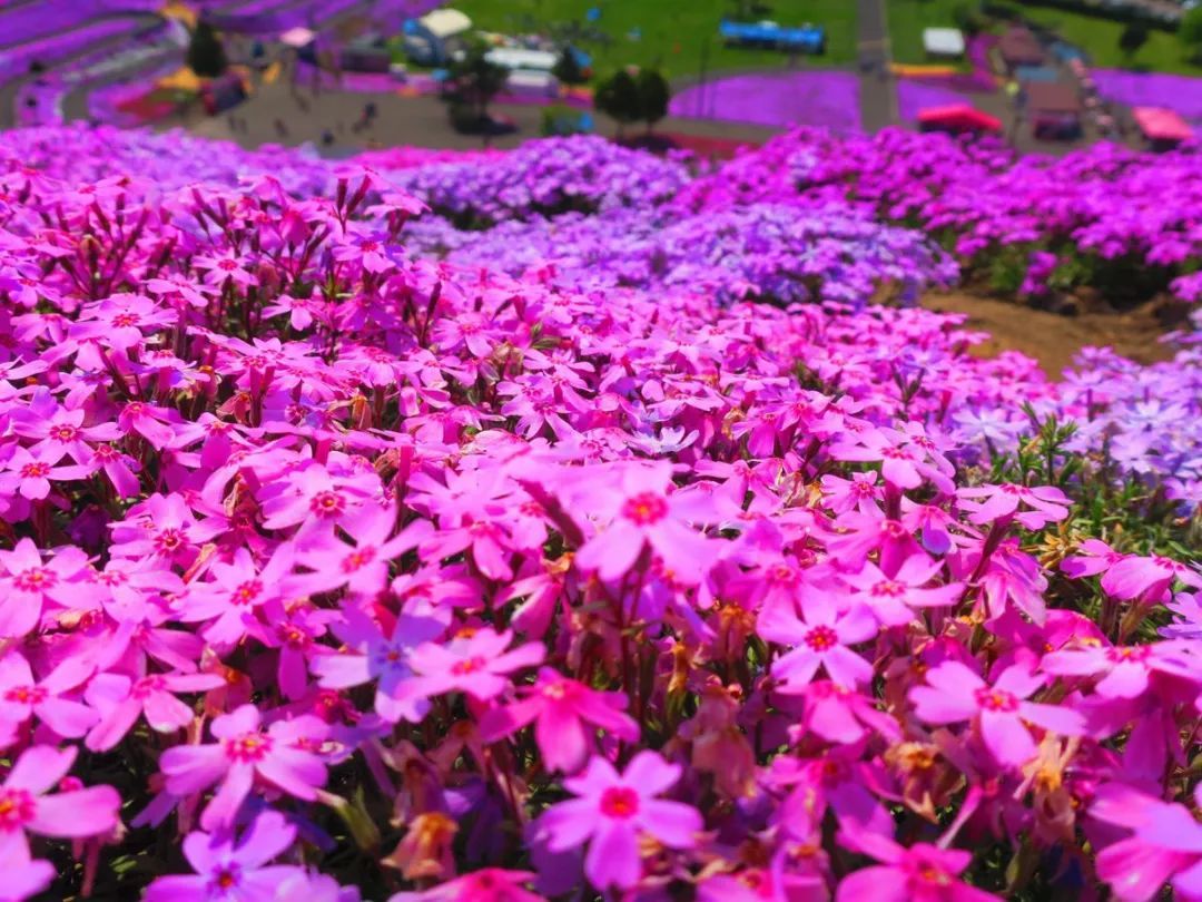 芝樱//芝樱基地