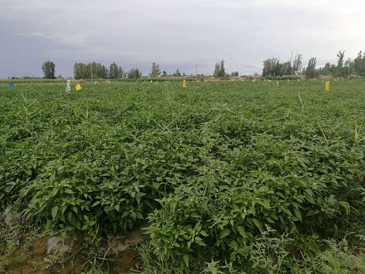 酒泉辣椒育苗价格-临夏辣椒育苗批发-临夏辣椒育苗种植