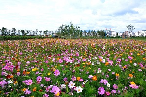 山西波斯菊盆苗培育