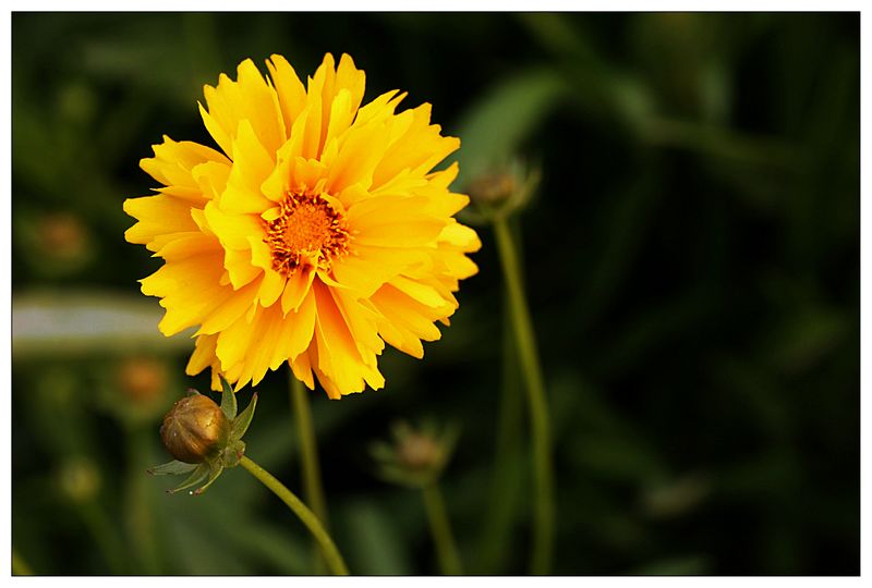 山东金鸡菊花苗价格