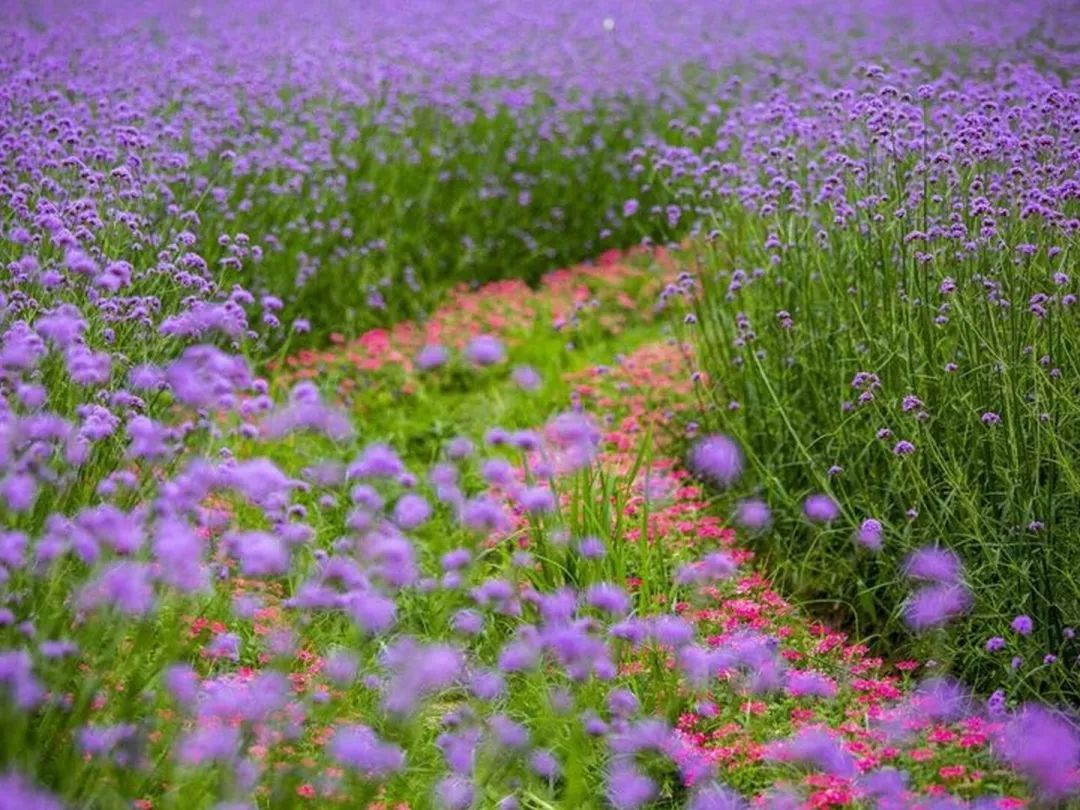 马鞭草，柳叶马鞭草