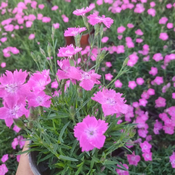 枣庄欧石竹基地