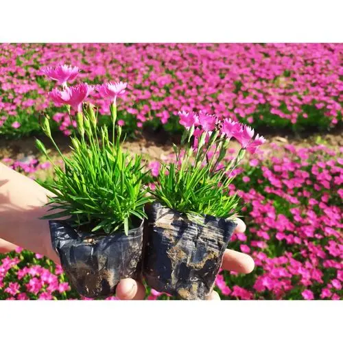 枣庄园林用双色盆欧石竹培育基地