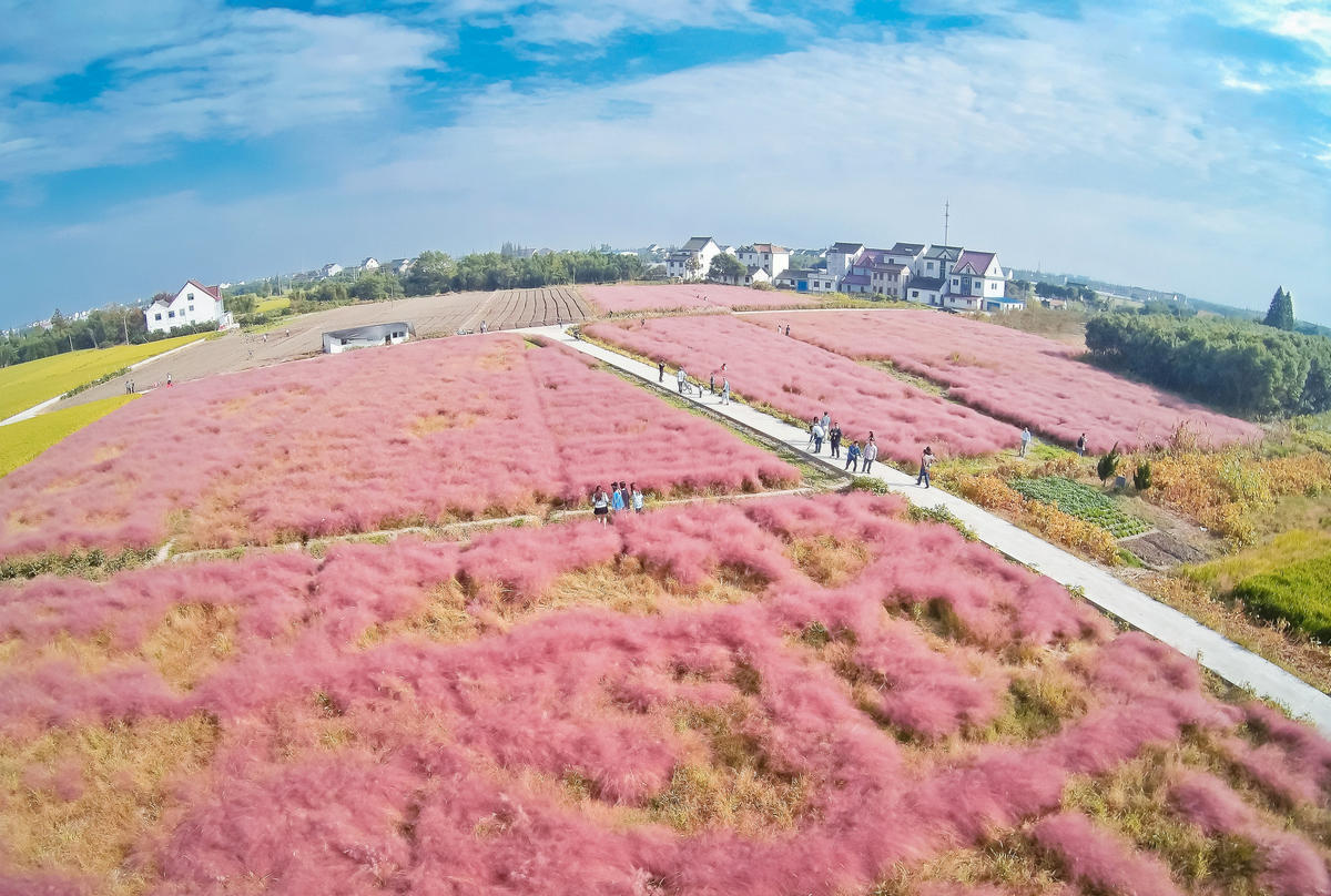 北京芒草培育