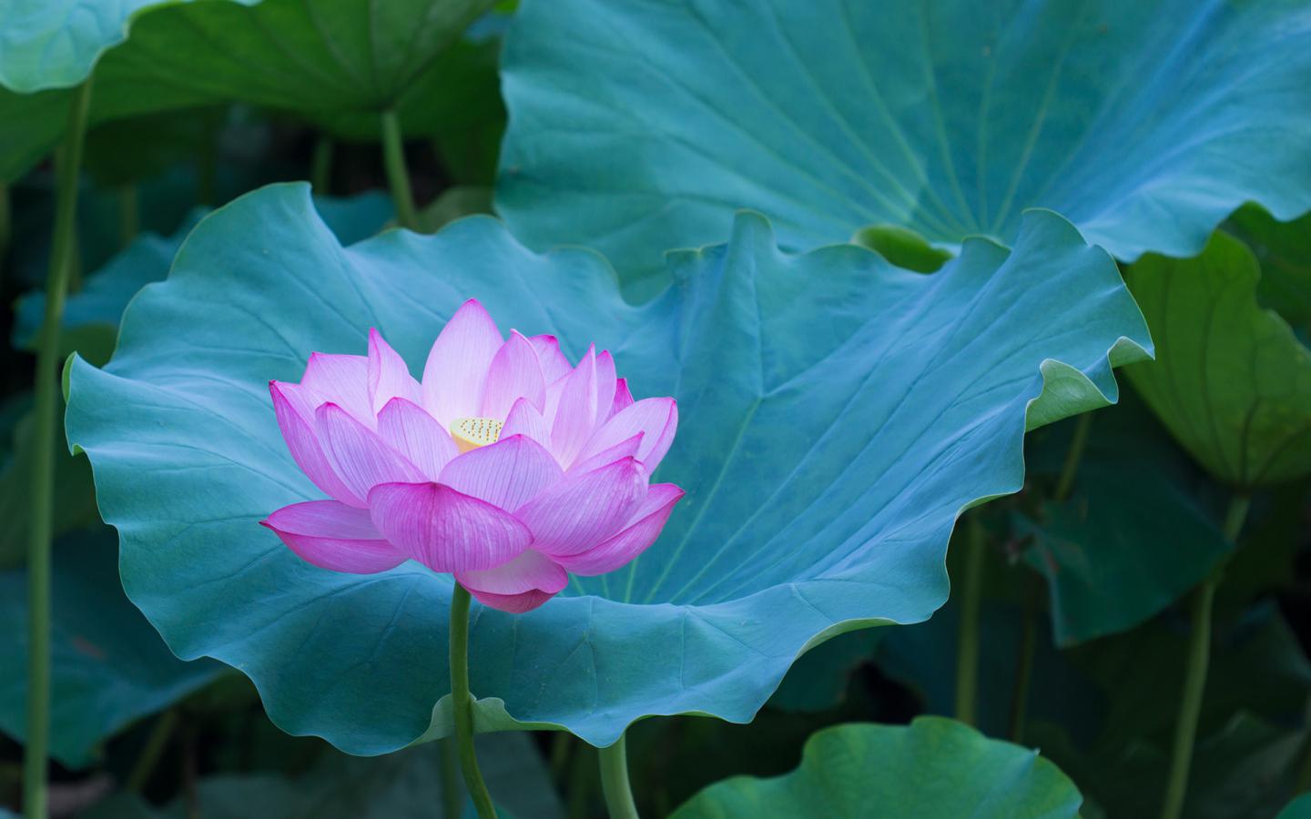 河南荷花小苗批发商