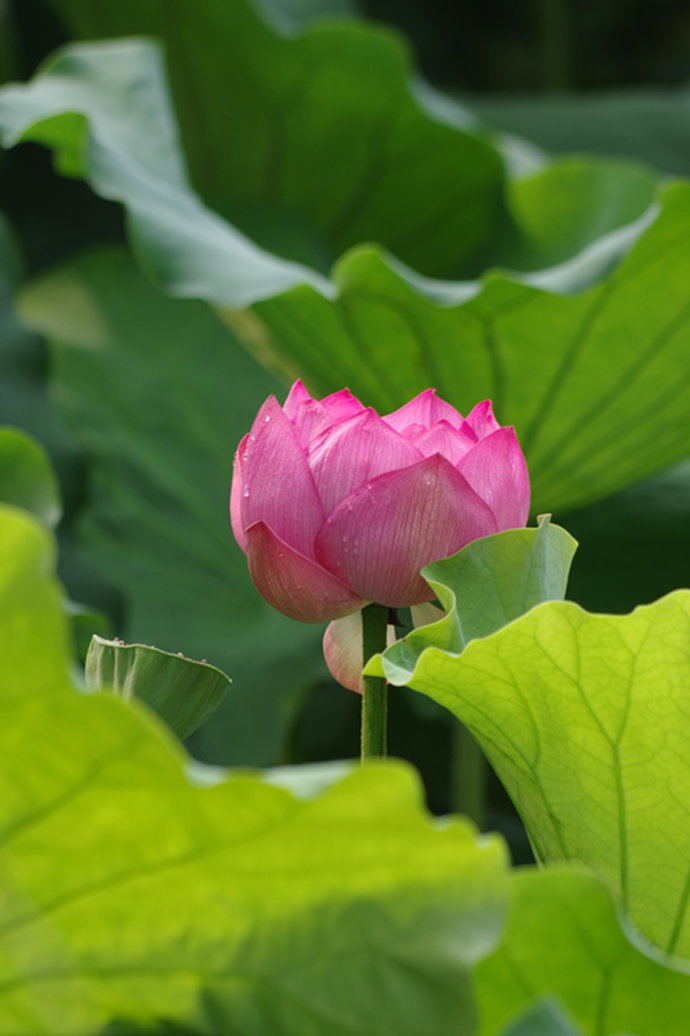 荷花，荷花小苗