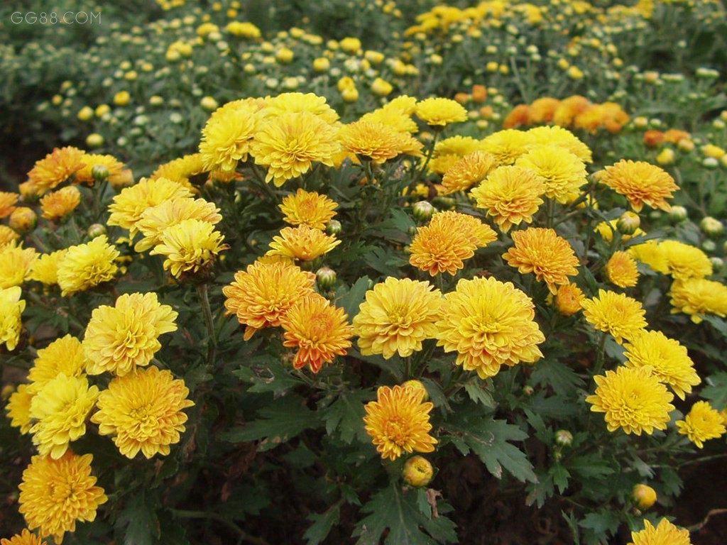 济南菊花幼苗批发
