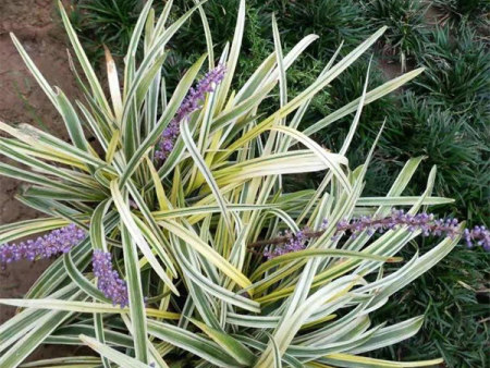江苏麦冬小苗种植基地