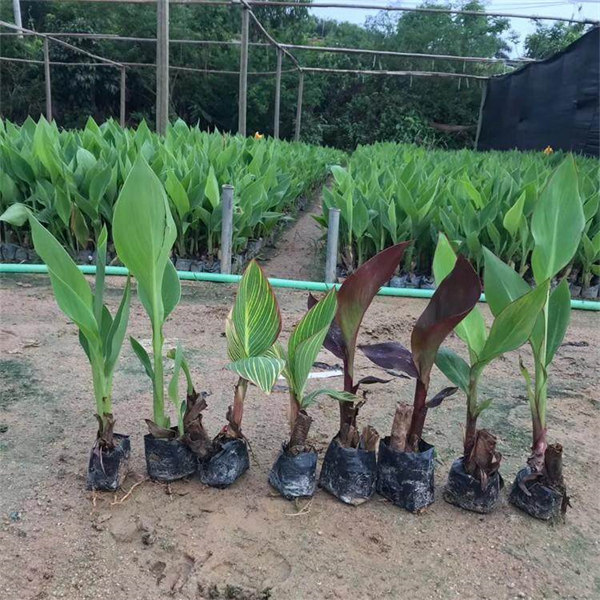 德州美人蕉种植基地
