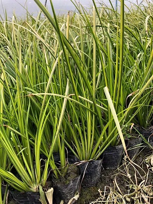 江苏金叶石菖蒲袋苗种植基地