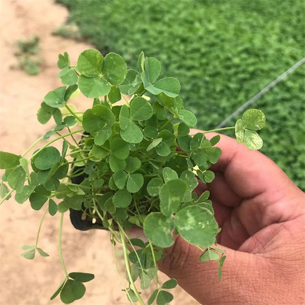 德州三叶草小苗种植基地