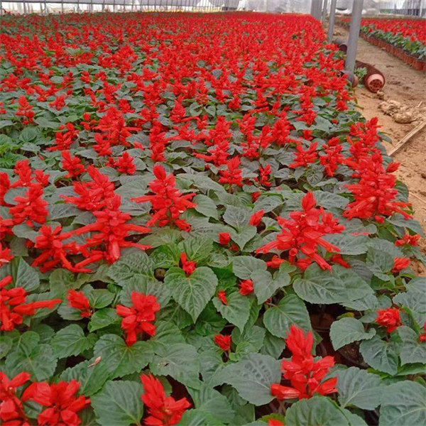 山西花海一串红基地