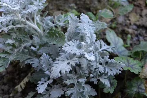 内蒙古工程用银叶菊哪家好