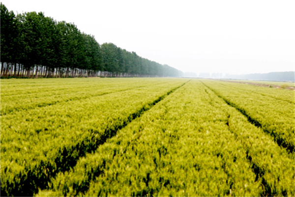 河北小麦专用肥批发价格