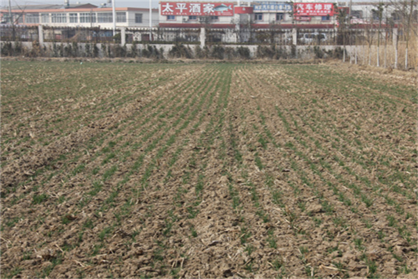 福建小麦叶面肥料喷施方法