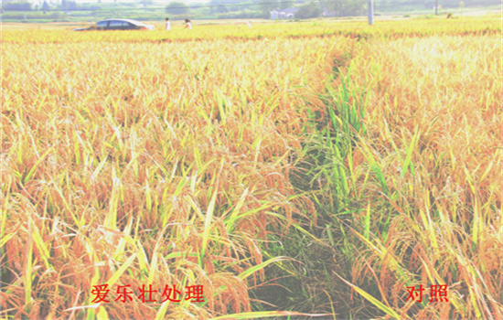 河北小麦水溶肥哪个牌子好,水稻增产肥料厂家