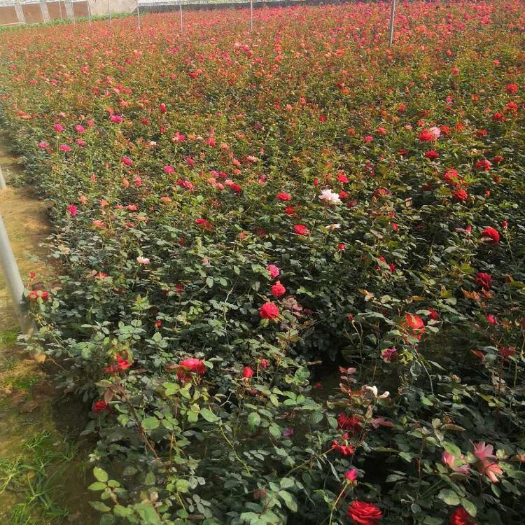 黑龙江三季蔷薇小苗种植