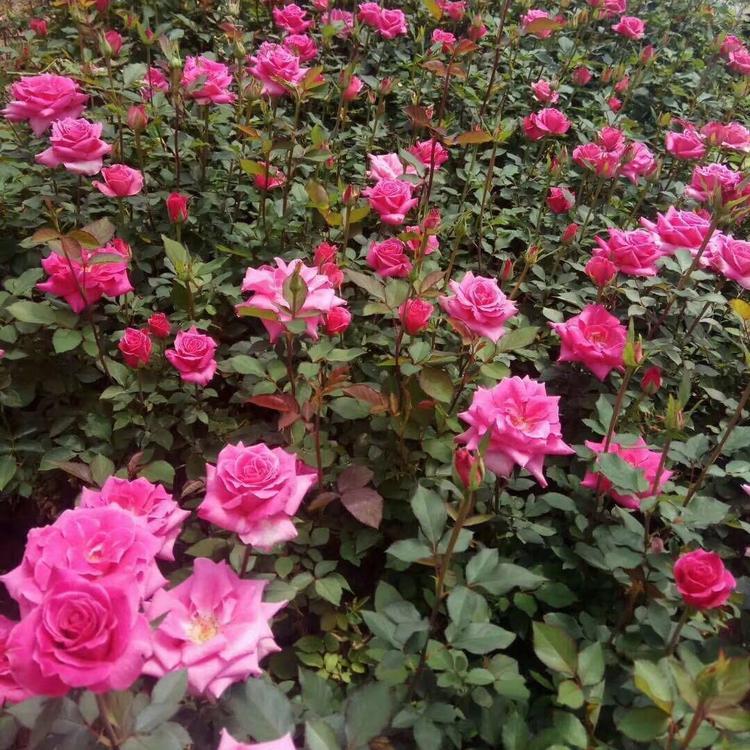 青州三季蔷薇批发