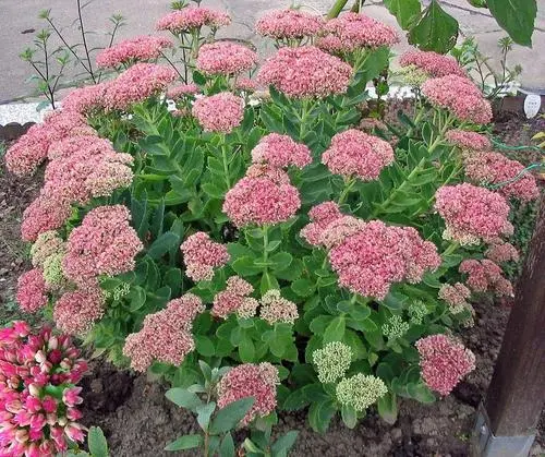 山东红花八宝景天价格表