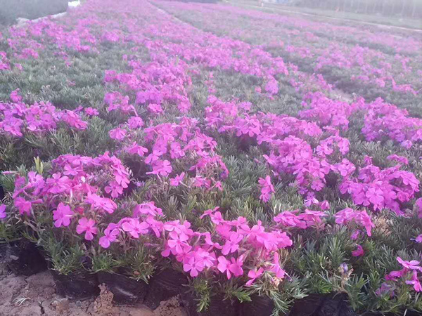 河北芝樱小苗培育基地,花海用丛生福禄考基地