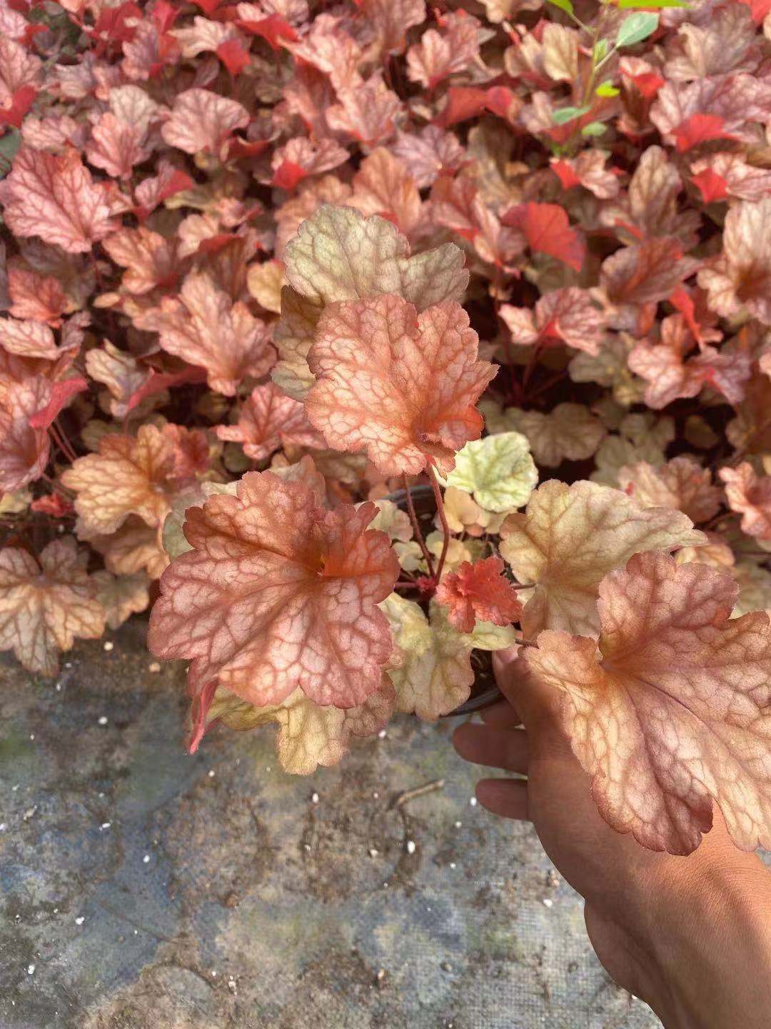 江苏红花矾根种植