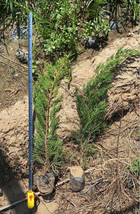 江苏绿化用龙柏种植基地