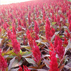 江苏绿化用鸡冠花种植