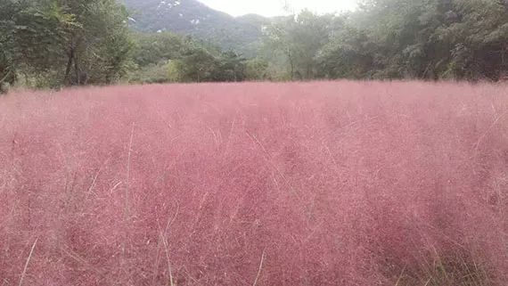 湖南粉黛乱子草种子哪里有