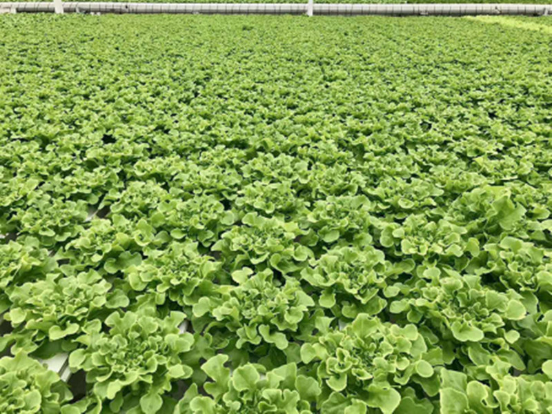 内蒙古叶菜种植怎么样