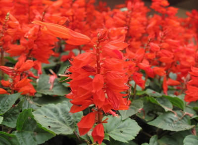 廣東一串紅苗哪里賣