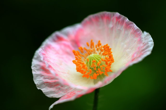 河南虞美人花苗种植基地